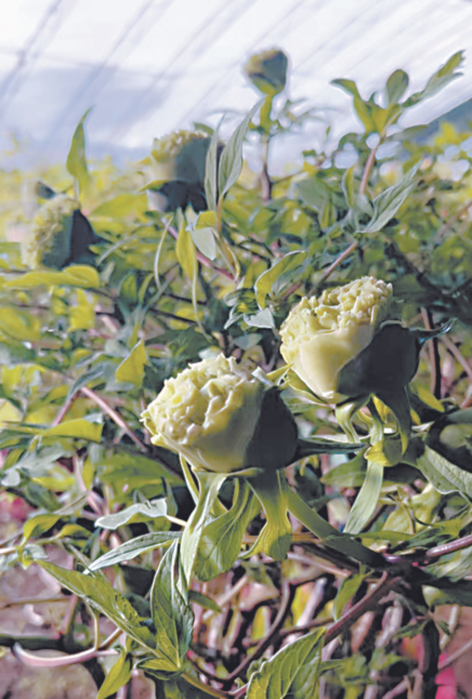 2570盆菏澤牡丹綻放“國色芳華”