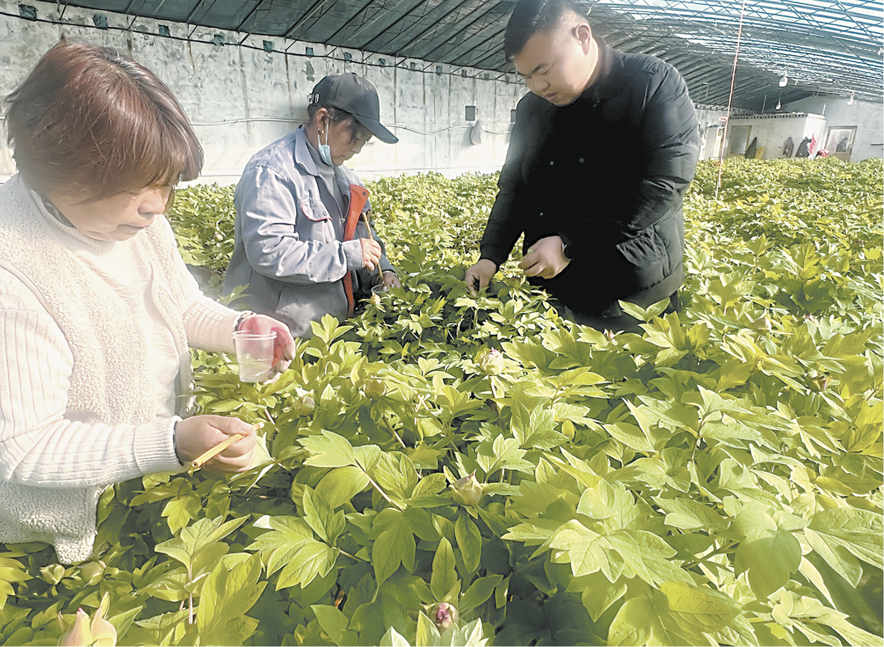 《國(guó)色芳華》熱播帶火菏澤牡丹