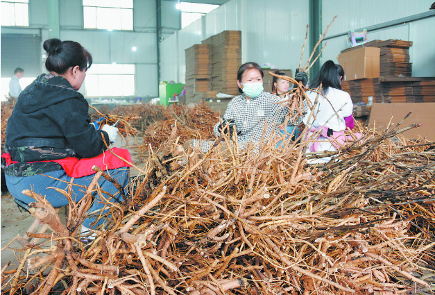 菏澤牡丹闖出“國際范”