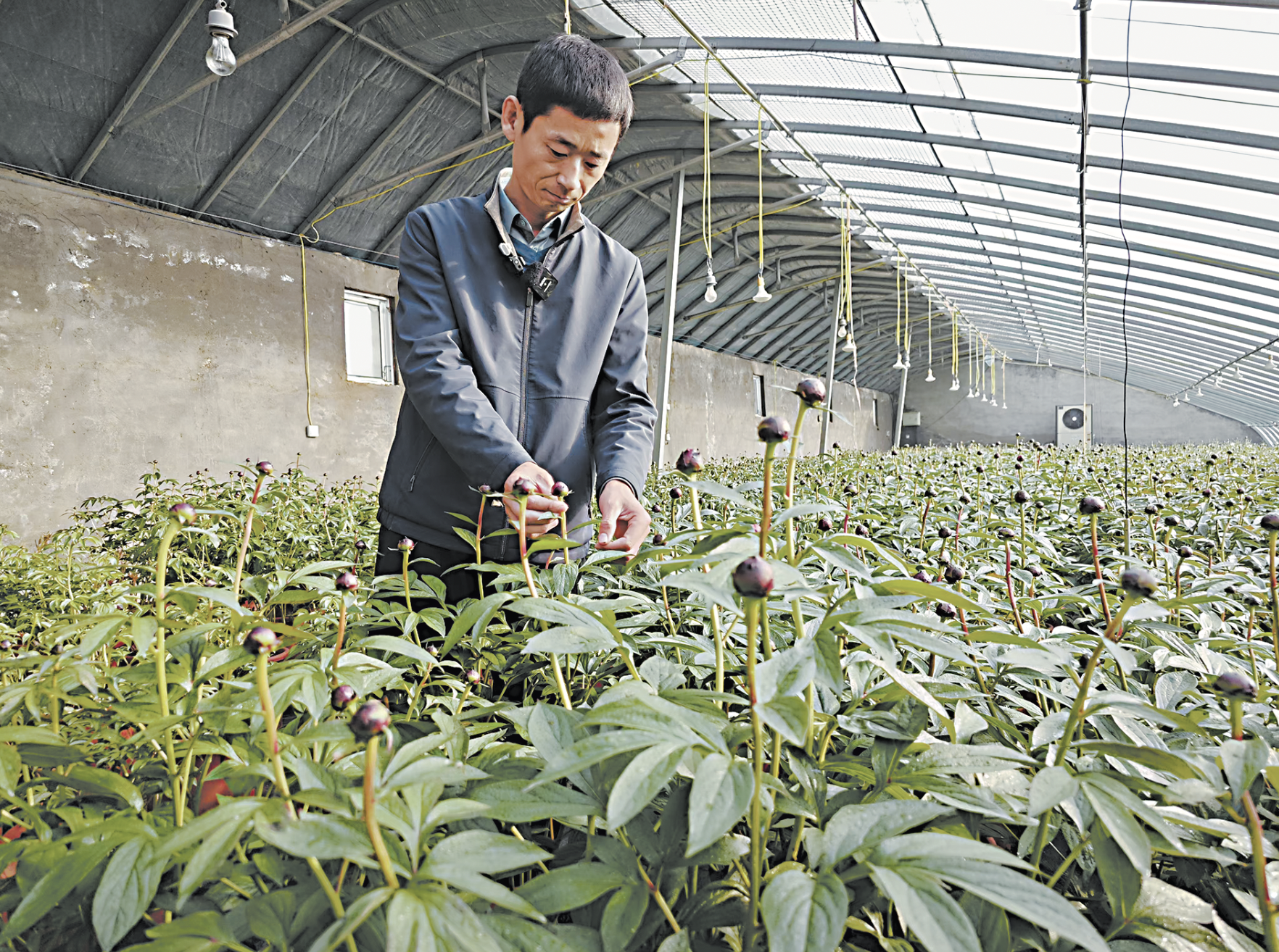 “花樣芍藥”綻放“花樣經(jīng)濟(jì)”