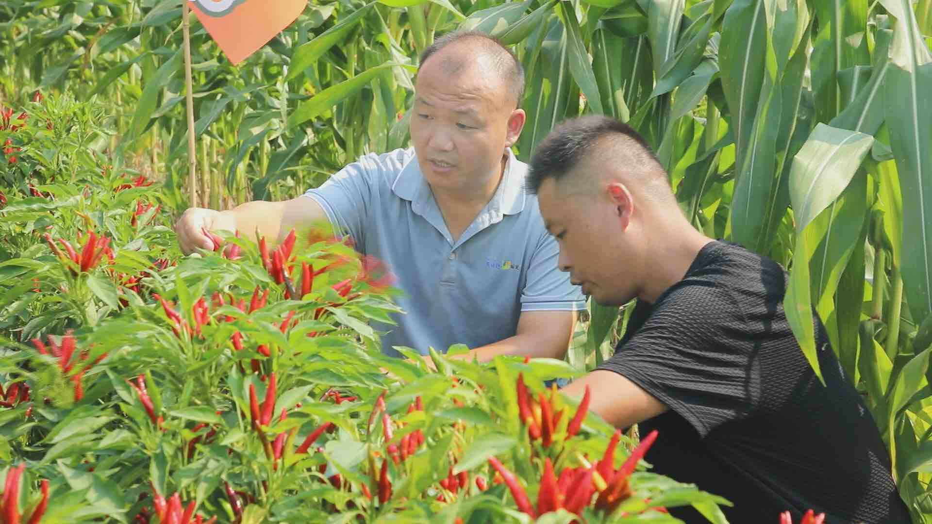 創(chuàng)新種植模式，實(shí)現(xiàn)“間作套種”