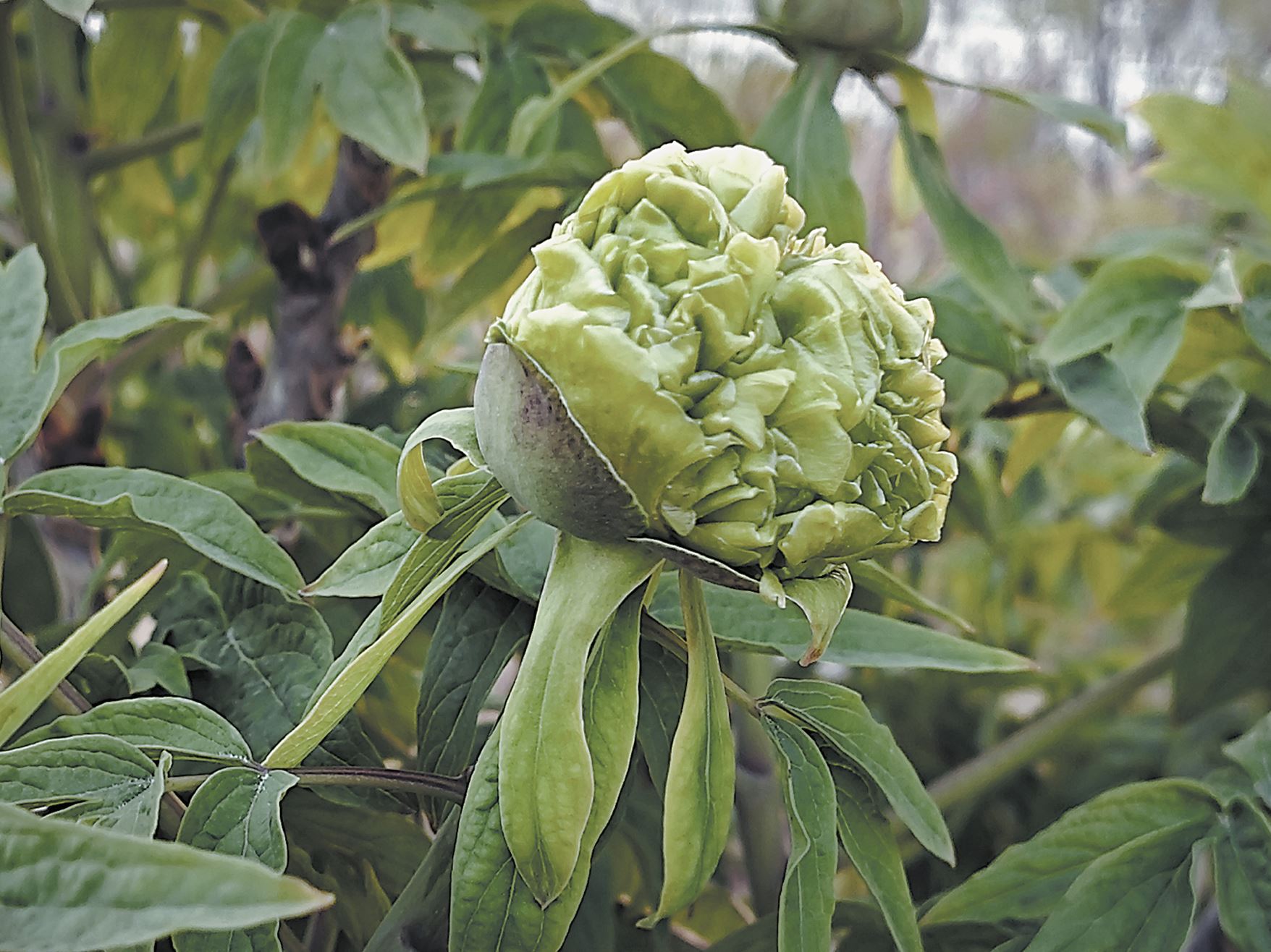 菏澤“瓊臺(tái)玉露”牡丹初綻芳華