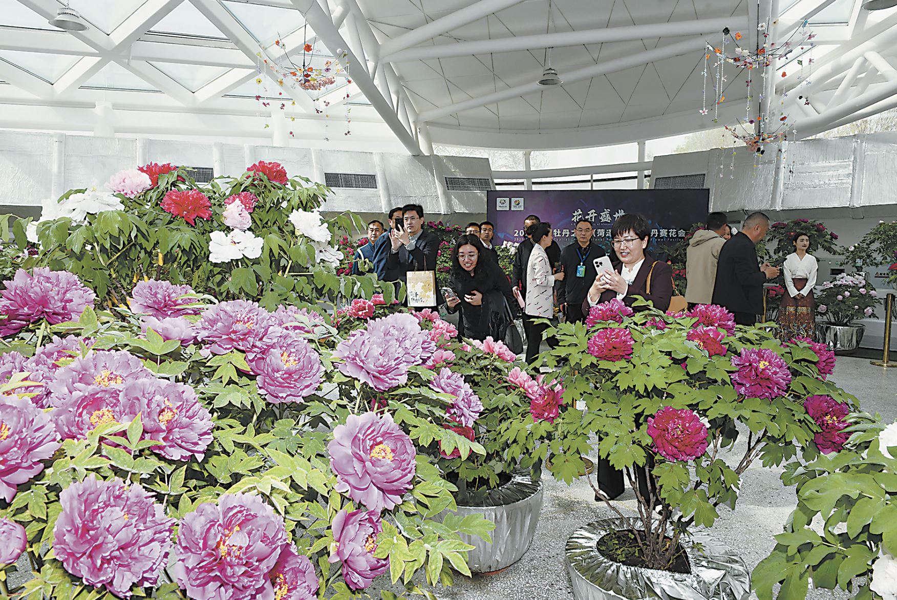 盛世花顏競芳華